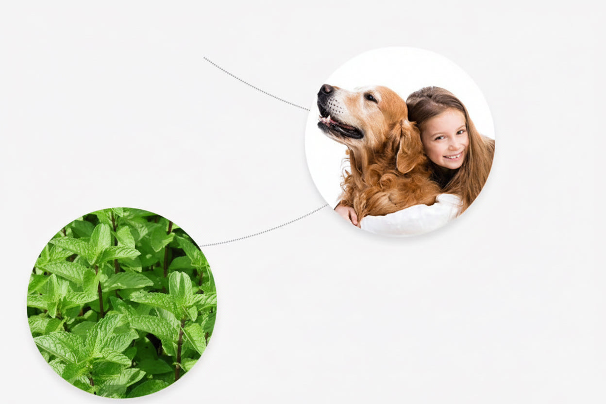 Finger Wipes Pet Cleaning Teeth Wipes Cat Dog Oral Calculus Teeth Cleaning Tartar Removing Finger Wipes Dog Brushcat Cleaning Su